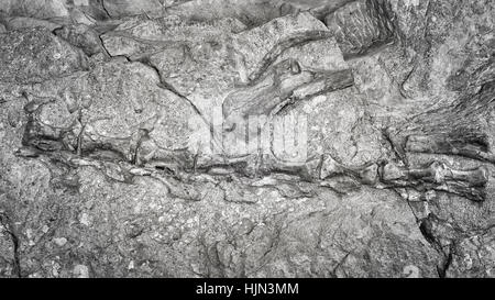 Schwarz / weiß Bild der Dinosaurier-Skelett in Dinosaur National Monument in Utah. Stockfoto