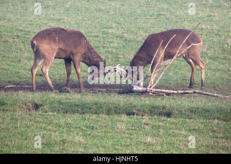 Zwei Spurrinnenbildung Barasingha Hirsche in einem Feld Stockfoto