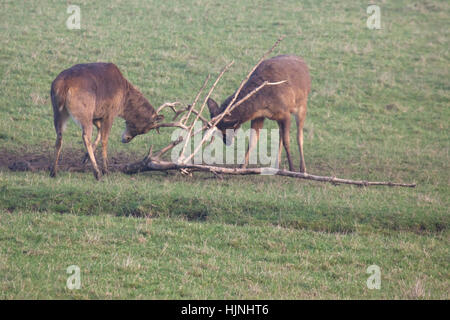 Zwei Spurrinnenbildung Barasingha Hirsche in einem Feld Stockfoto