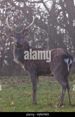 Ein indischer Hog Reh Hirsch steht in einem Feld Stockfoto