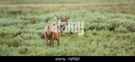 Rocky Mountain Elk auf Nahrungssuche im Yellowstone National Park Stockfoto