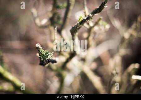 Sutton Park ist liegt 6 Meilen nördlich der Innenstadt von Sutton Coldfield. Park ist ein guter Ort für eine aktive Erholung. Stockfoto