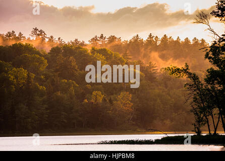 Nebel steigt in einem Wald entlang eines Sees nach schweren Gewitter durchläuft.  Späten Nachmittag Sonne unter Wolken durchbricht & erzeugt dramatische Farbe. Stockfoto