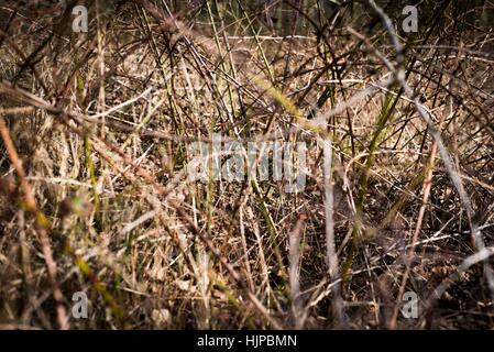 Sutton Park ist liegt 6 Meilen nördlich der Innenstadt von Sutton Coldfield. Park ist ein guter Ort für eine aktive Erholung. Stockfoto