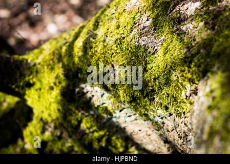 Sutton Park ist liegt 6 Meilen nördlich der Innenstadt von Sutton Coldfield. Park ist ein guter Ort für eine aktive Erholung. Stockfoto