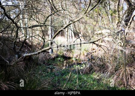 Sutton Park ist liegt 6 Meilen nördlich der Innenstadt von Sutton Coldfield. Park ist ein guter Ort für eine aktive Erholung. Stockfoto