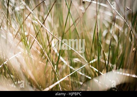 Sutton Park ist liegt 6 Meilen nördlich der Innenstadt von Sutton Coldfield. Park ist ein guter Ort für eine aktive Erholung. Stockfoto