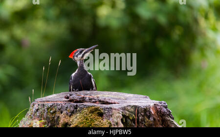 Junge Jugendliche weibliche Helmspecht auf einem Baumstumpf auf Nahrungssuche für Larven und Essen im Wald viel. Stockfoto