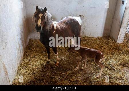 Weiblichen Ponys in der Box mit Jungtier Stockfoto