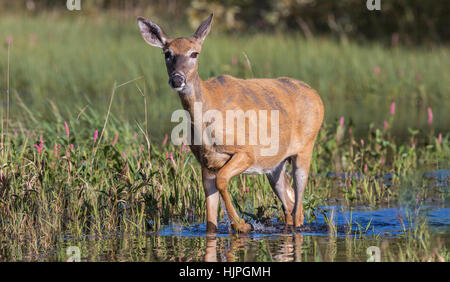 White-tailed Doe zu Fuß in das Wasser Stockfoto