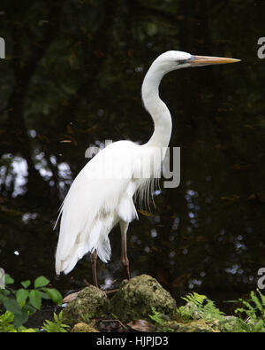 Silberreiher Stockfoto