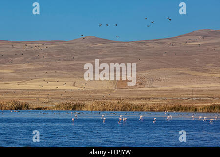 Flamingos und Gänse auf dem See Stockfoto