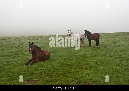 Pferde auf der Wiese im Nebel auf dem Rasen bedeckt mit Tau Stockfoto