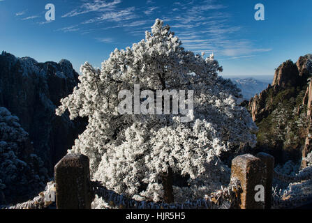 Rime Eis auf einem Baum, winter im Nationalpark Huangshan, Anhui, China Stockfoto