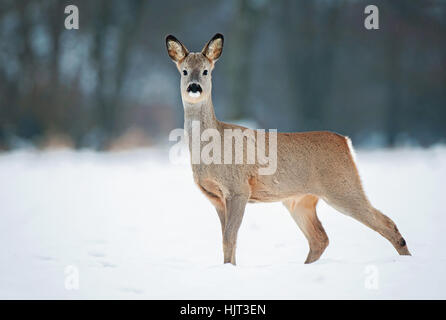 Junge männliche Rehe ohne Geweih während der Winterzeit Stockfoto