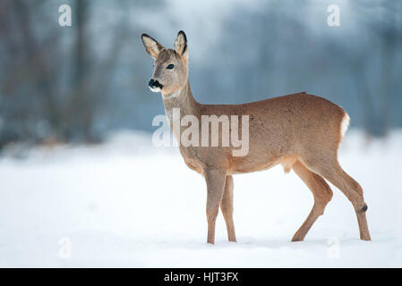 Junge männliche Rehe ohne Geweih während der Winterzeit Stockfoto