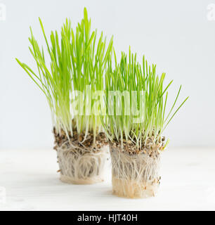 Frische grüne Rasen, Wurzeln. Gesundheitswesen und Umweltschutz-Konzept Stockfoto