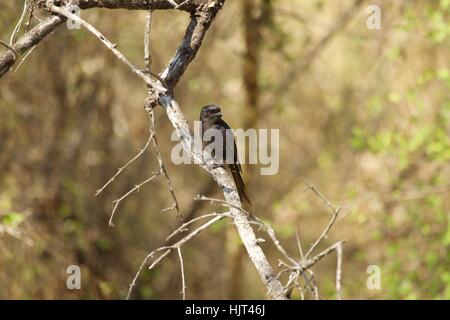 Gabel-tailed Drongo hocken auf Baum Stockfoto