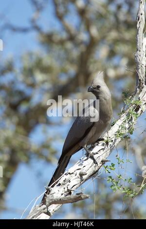 Go-Away Vogel grau hocken auf einem abgestorbenen Baum Stockfoto