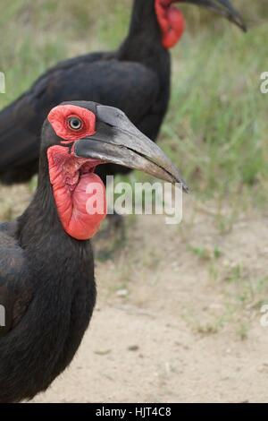 Nahaufnahme der südliche Hornrabe Stockfoto