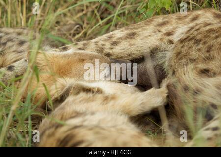 Nahaufnahme des weiblichen entdeckt Hyäne Krankenpflege ihre jungen Stockfoto