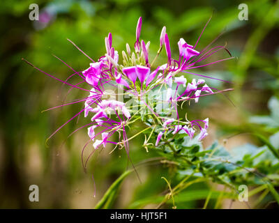 Lila Wiesenblumen Stockfoto