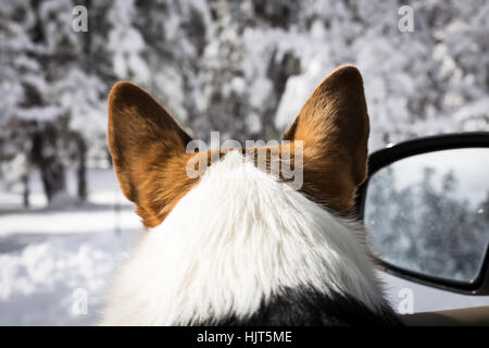 Welsh Corgi Blick aus dem Fenster eines Autos auf Neuschnee Stockfoto