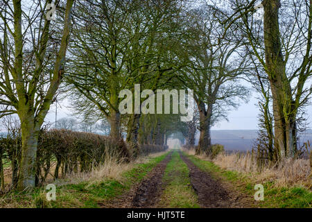 Maler David Hockney Tunnel der Bäume in der Nähe von Kilham, die in vielen dieser East Yorkshire-Bilder erscheinen Stockfoto