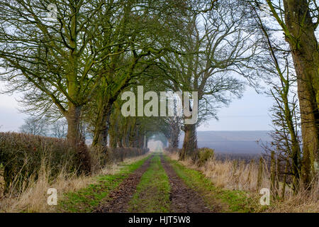 Maler David Hockney Tunnel der Bäume in der Nähe von Kilham, die in vielen dieser East Yorkshire-Bilder erscheinen Stockfoto