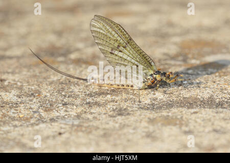 Green Drake Eintagsfliege (Ephemera Danica) - eine kürzlich aufgetauchte Erwachsene auf einem Stein in einem vorstädtischen Garten Stockfoto