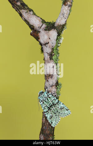 Merveille du Jour (Griposia Aprilina) - eine atemberaubende grüne, schwarze und weiße Motte, die im Herbst auf einem Ast mit Flechten bedeckten fliegt Stockfoto