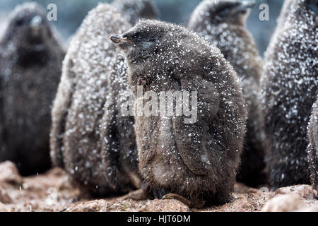 Eine Kinderkrippe von flauschigen Adelie Pinguinküken in eine Prise Schnee an einem Strand in der Antarktis bedeckt. Stockfoto