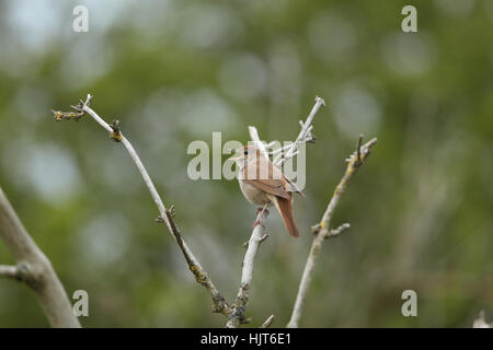 Nachtigall (Luscinia Megarhynchos) - eine singende Männchen im Frühjahr, thront auf einem abgestorbenen Baum in der Brecks East Anglia Stockfoto