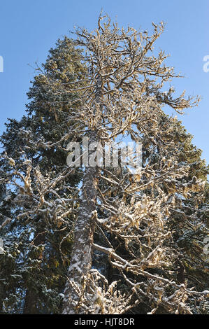 der alte Baum in einem Winterwald mit einer Eisschicht bedeckt. Stockfoto