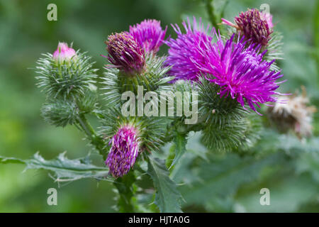 stachelige Distel blühenden Nahaufnahme Outdoor-horizontal Stockfoto