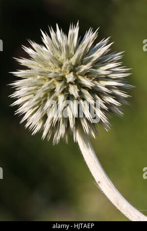 Blütenstand im freien Echinops vertikale hautnah. Stockfoto