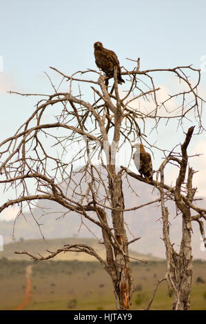 Zwei Adler Notzucht an einem Baum in der Savanne von West Tsavo Park in Kenia Stockfoto