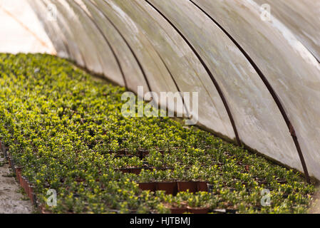 Treibhaus und grünen Pflanzen in Töpfen mit flachen Dof. Stockfoto