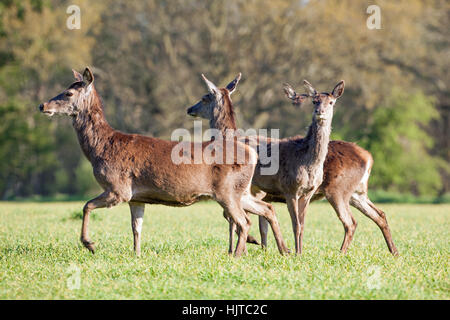 Rothirsch (Cervus Elaphus) Hinds. Im freien überqueren ein Herbst gesäte Getreide-Feld. Richtung ändern; April. Frühling. Norfolk. VEREINIGTES KÖNIGREICH. Stockfoto