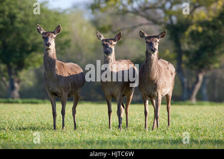 Rothirsch (Cervus Elaphus). Drei Hirschkühe. "Stramm". Gefangen im Freien, fotografiert von "Auto Fenster ausblenden". April. Norfolk. VEREINIGTES KÖNIGREICH. Stockfoto