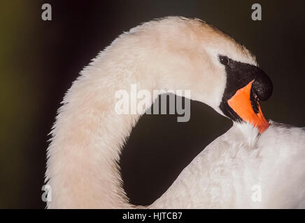 männlichen Höckerschwan, (Cygnus Olor), putzen Federn, Regents Park, London, Vereinigtes Königreich Stockfoto