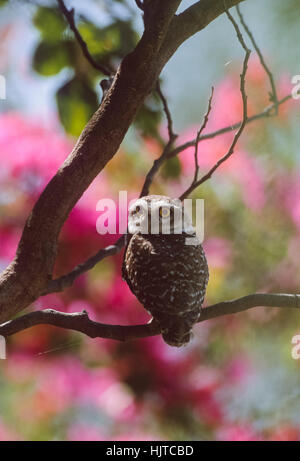 Owlet (Athene Brama), entdeckt Keoladeo Ghana Nationalpark, Rajasthan, Indien Stockfoto