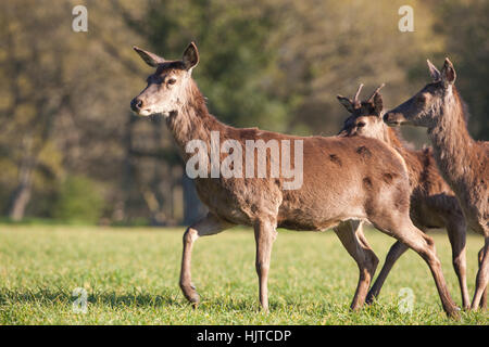 Rothirsch (Cervus Elaphas). Hind, vorsichtig, führen alle Sinne Warnung, zu Fuß über ein offenes Feld. Hinter weniger erfahrene Sub-adulte Tiere Stockfoto