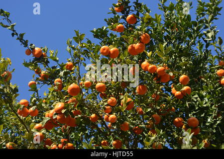Clementine Orangen am Baum gegen blauen Himmel, reif und bereit für die Ernte Stockfoto