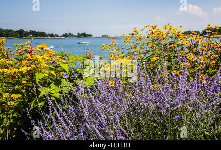 Küstenfrühling Wildblumen Garten Grenze von lila russischen Salbei und gelben Sonnenblumen, amerikanische Seebilder, Massachusetts, USA Stockfoto