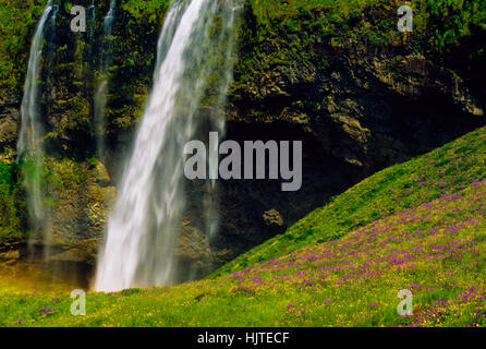 Wasserfälle Seljalandsfoss fällt, Foss, mit Wiese und Blumen im Vordergrund, Hamragardar, South Island, Sommer Europa wild wachsende Blumen Stockfoto