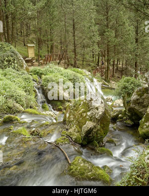 Fontegreca Wald mit Bach und zahlreichen Wasserfällen befindet sich in den Matese-Nationalpark in der Provinz Caserta in Kampanien Stockfoto