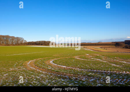 Weizenfeld mit Wald und Hecken in die malerische Landschaft der Yorkshire Wolds unter strahlend blauem Himmel im Winter bereift. Stockfoto