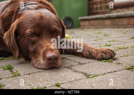 Braun/rot/Schokolade Labrador Retriever Hund festgelegten freien Blick in die Kamera Stockfoto