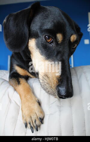 Dackel Hund im blue room Stockfoto